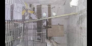 Finches (03444608899)