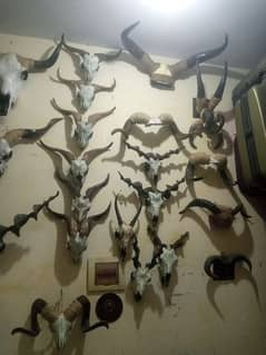 ibex horns