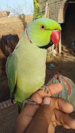 Green talking parrot