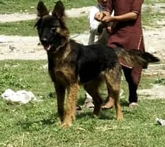 black mask female german shepherd confirm breeder long coat eid offers