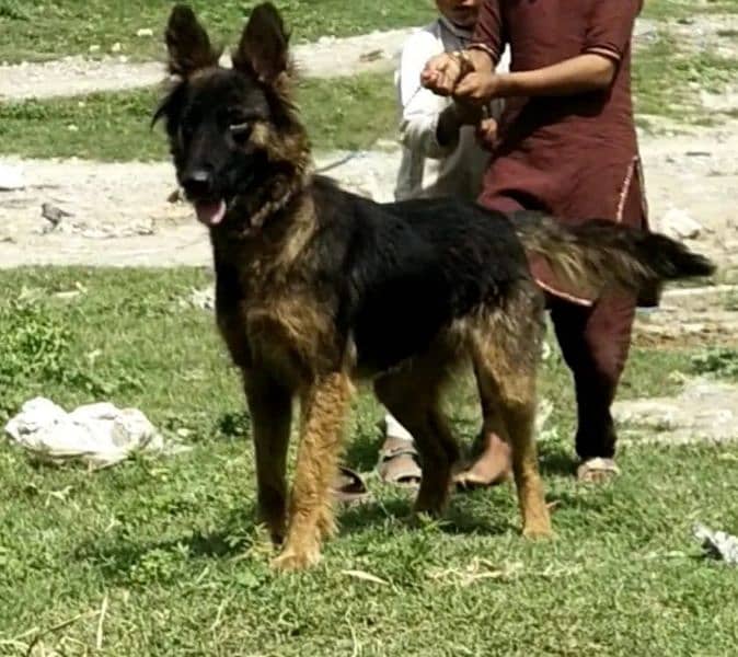 black mask female german shepherd confirm breeder long coat eid offers 1