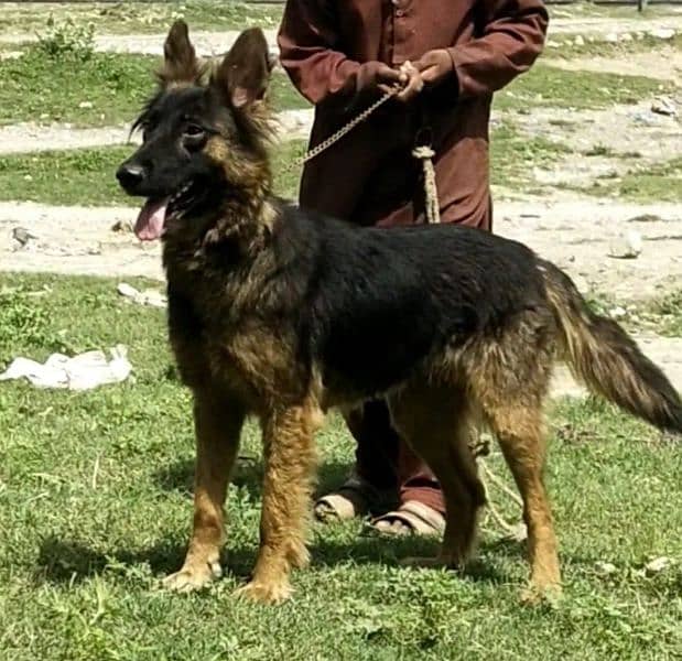 black mask female german shepherd confirm breeder long coat eid offers 2