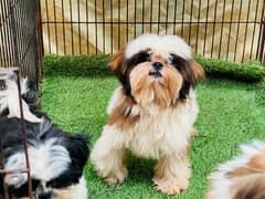 Top Quality Shihtzu Puppies looking For New Caring Homes