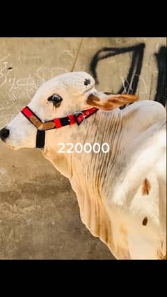Bachra | Vehra | Qurbani ka janwar | Bull | Cow For Sale in karachi