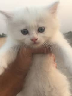 Doll face persian kittens