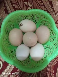 Misri Fertile Eggs available for sale.