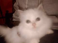 triple coat Persian female kittens blue eyes 0
