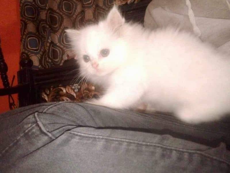 triple coat Persian female kittens blue eyes 2