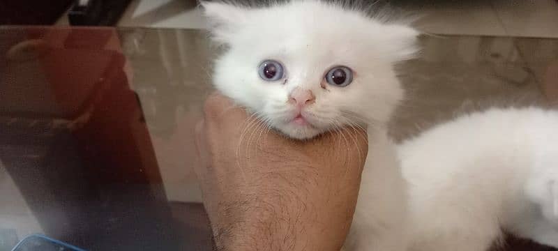 triple coat Persian female kittens blue eyes 8