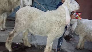 healthy and active chatra for qurbani