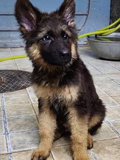 pedigree German shepherd Male Pupps available for sale