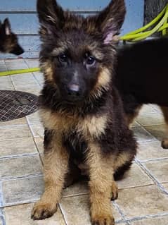 German shepherd Male/ Female  Pupps available for sale
