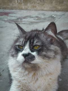 Persian cat male triple coat