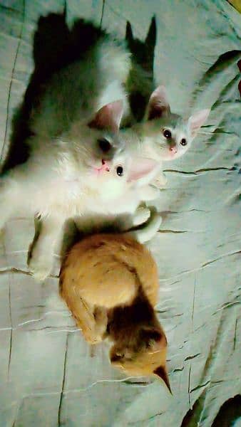 Persian kittens. 1