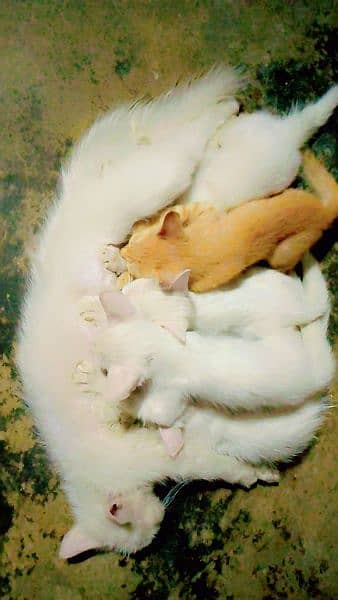 Persian kittens. 2