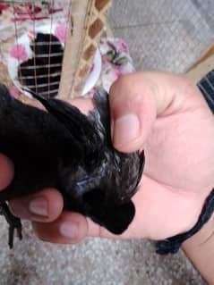 Ayam cemani 2 months chiks for sale 0