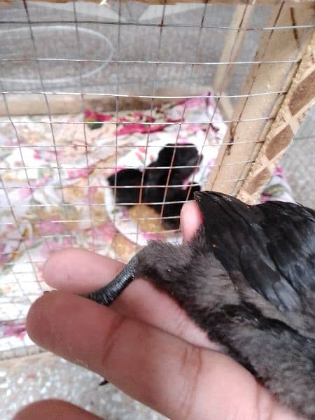 Ayam cemani 2 months chiks for sale 1