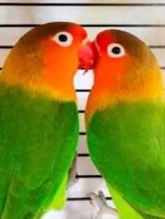 ficher love birds breeder and chips avaible 03104509752
