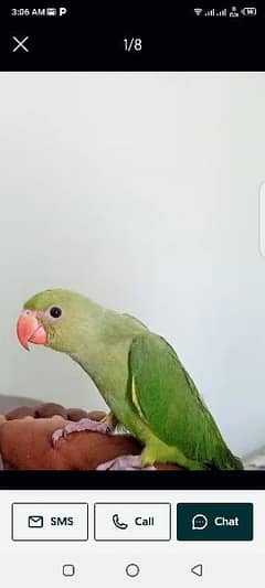 green parrot  urgent sale
