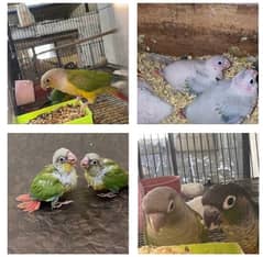 Pineapple/Yellow Sided Conure chicks & breeder pair parrot