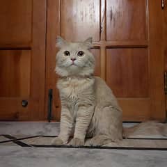 PERSIAN MALE CAT FOR ADOPTION