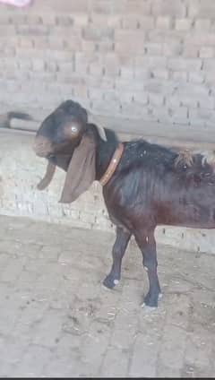 Bakra pair for sale