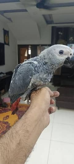 Congo size grey parrot Tame start talking Karachi breed