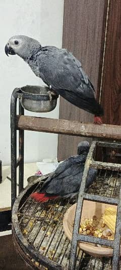 Congo size grey parrot Tame start talking Karachi breed