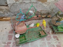 Australian parrot 2 pair + cage for sale