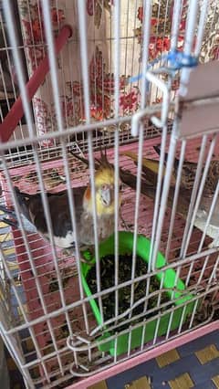cockatiel breeding pair for sale with 2 months old chick
