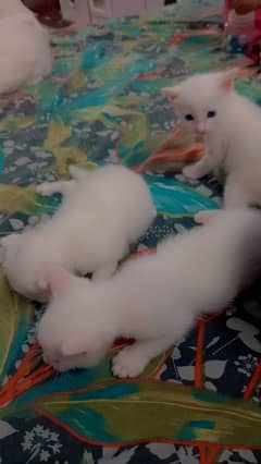 3 persian kittens for sale