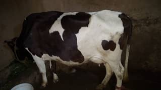 Friezian Big cow 8.5 months conform pregnant
