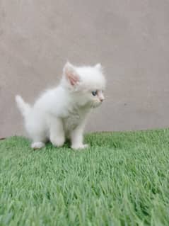 Pure Persion Kitten