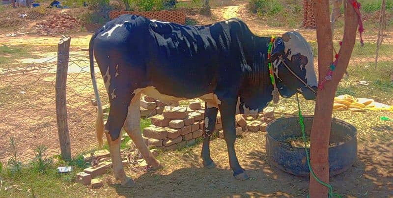 2dant beautiful animal (buls and camal)qurbani ka liya 11