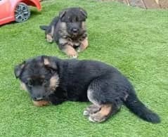 long coat germanshepherd pups