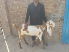 doondi goat for qurbani