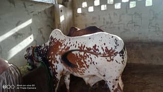 cow For sale