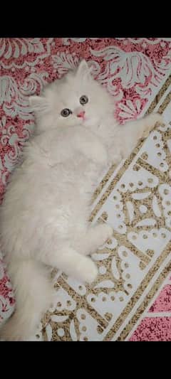 Persian double coat punch face Male