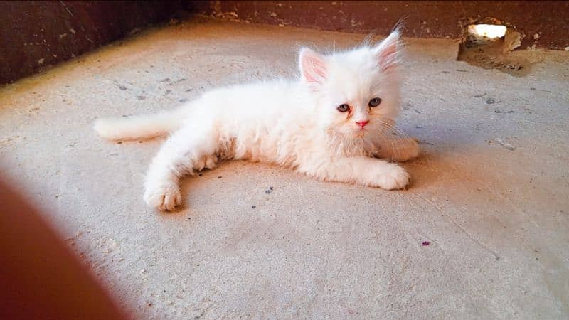Persian White Blue Eyes Kittens And Triple Coated Cats 16
