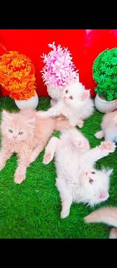 Persian White Blue Eyes Kittens And Triple Coated Cats