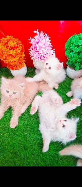Persian White Blue Eyes Kittens And Triple Coated Cats 0
