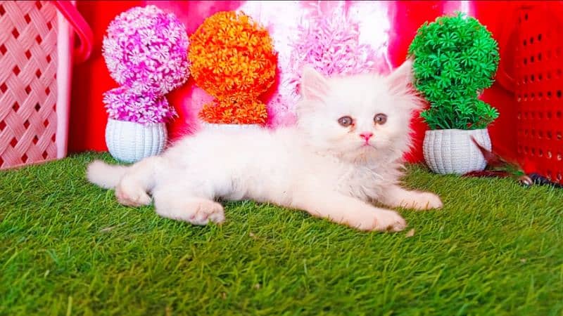 Persian White Blue Eyes Kittens And Triple Coated Cats 17