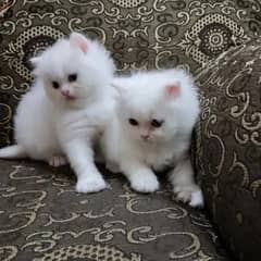Persian Kittens - Triple Coated - White Fawn