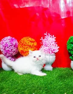 Persian Cute Kittens - Trained And Long Coated