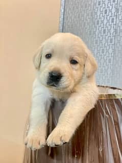 British Labrador puppy | labra Dog | Labrador female | dog for sale