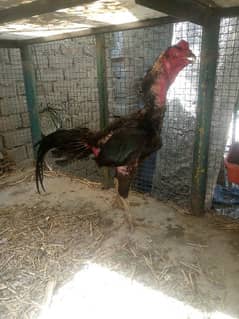 aseel thi chicks for sale