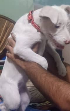 white Russian female Dog for sale