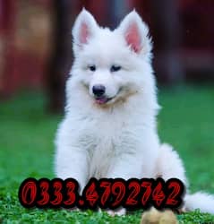 Siberian husky puppy 03334792742