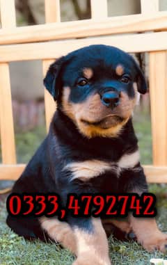 Rottweiler puppy  03334792742