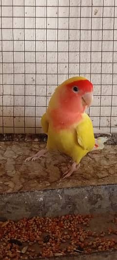 cocktail female and love bird male for sale full breeder
